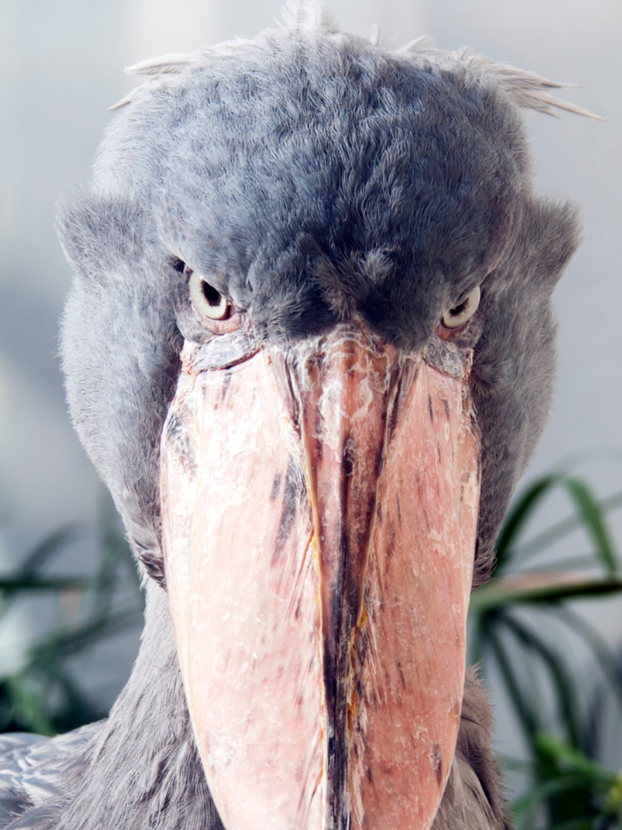 Why Shoebill Stork Is The Scariest Bird On Planet Times Of India