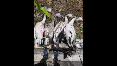 Navi Mumbai: Flamingos crash into a signboard obstructing their flight path at Seawoods