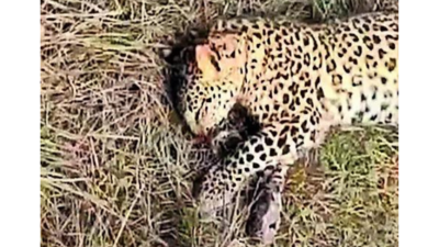 Leopard, two cubs found dead in Assam district