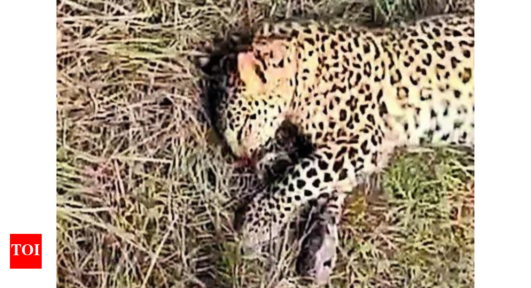 Leopard, two cubs found dead in Assam district – Latest News | India News