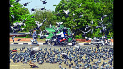 Delhi: Green belt adjacent to Vijay Ghat and Shanti Van to be beautified