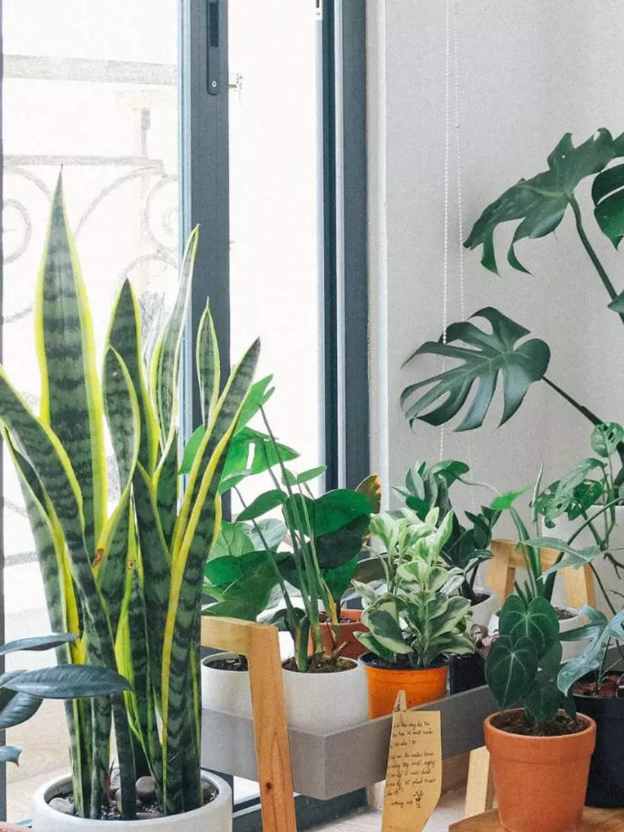 These plants in your home garden could be the solution to your hair problems