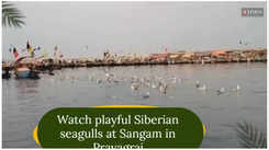Watch playful Siberian seagulls at Sangam in Prayagraj