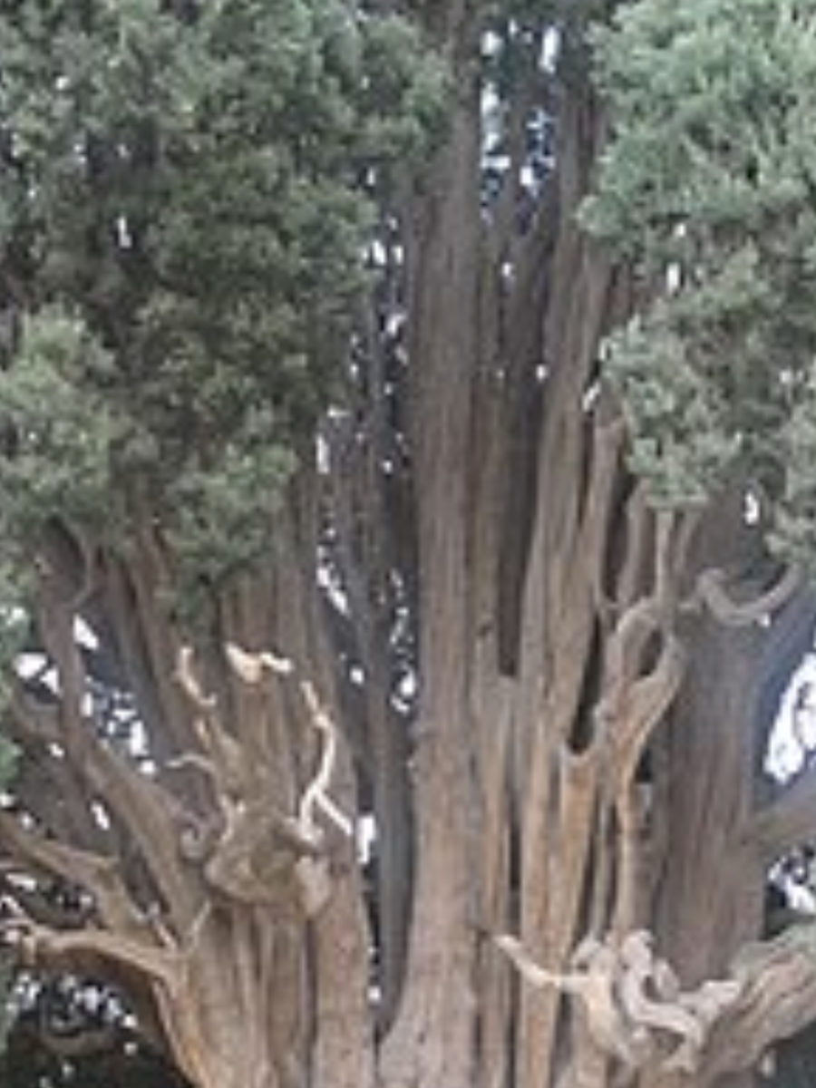 7 Oldest Trees In The World Times Now