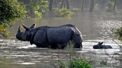 Man injured in Rhino attack near Assam's Kaziranga National Park