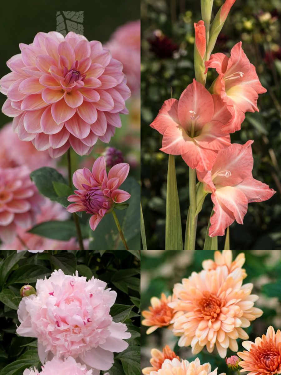 10 Flowers That Represents Power Times Now