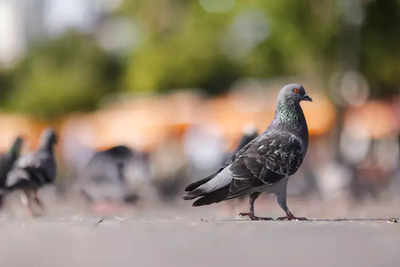 Pigeon collared as a possible Chinese spy is freed after 8 months