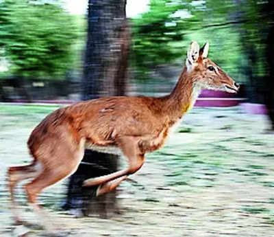 Once Safe Haven For The Criminals, Allen Forest Turned Into Zoo In 1974 ...