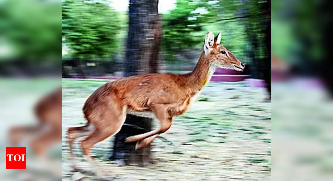 Once Safe Haven For The Criminals, Allen Forest Turned Into Zoo In 1974 ...