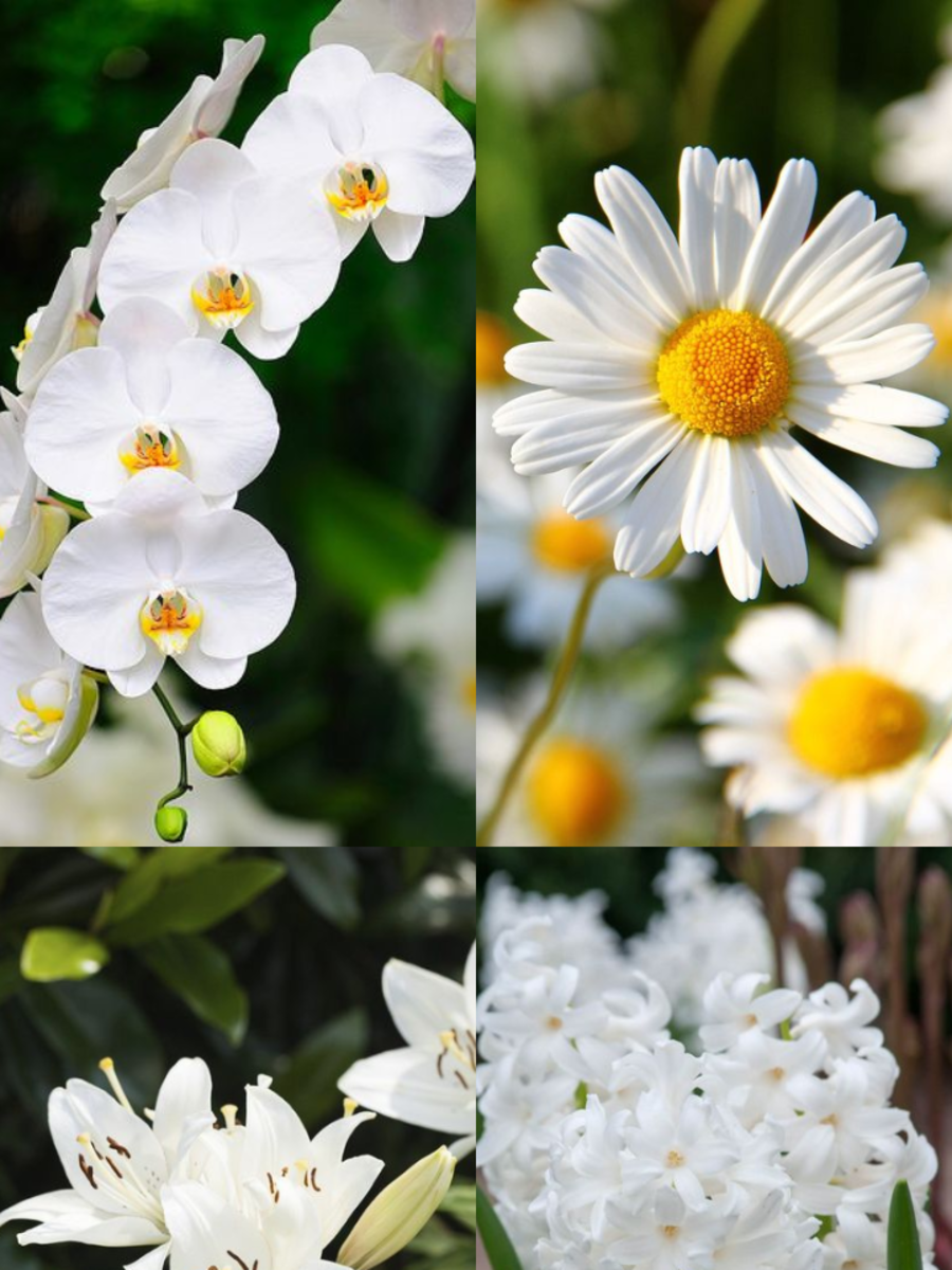 10 Flowers That Represent Purity Times Now