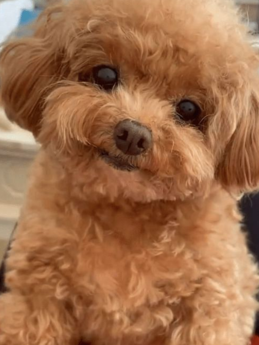 8 Smartest Dog Breeds Times Now