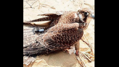 BSF captures falcon fitted with GPS on Indo-Pak border; training costs Rs 15 lakh