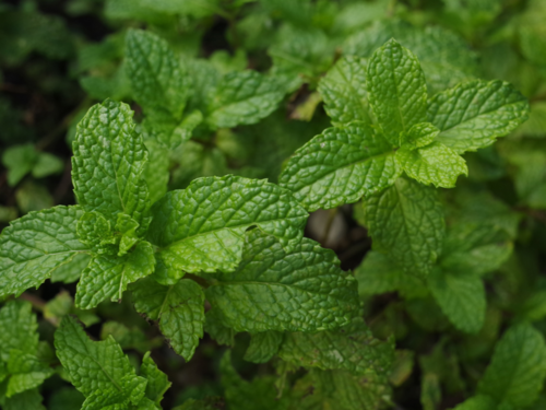 7 Top Benefits & Uses Of Mint (Pudina) Leaves - Wildturmeric