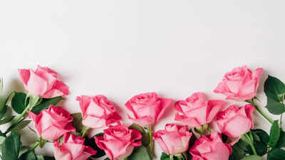 Happy Rose Day 2024: Types of roses and their meaning - Times of India