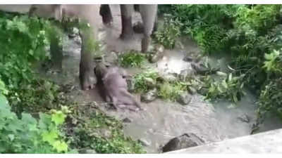 Viral: Mother elephant crying over dead calf is heart wrenching