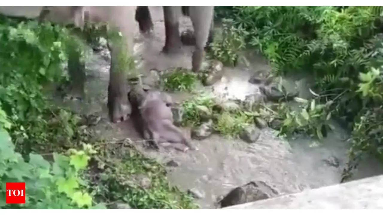 Mother Elephant Mourns Baby and Carries Calf Around for Days After