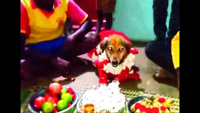 Karnataka farmer hosts baby shower for pet dog