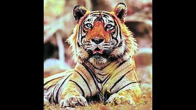 Telangana wildlife board OKs Kawal tiger conservation zone