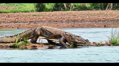 Survey finds 52 crocs in Pench reserve, up from 22