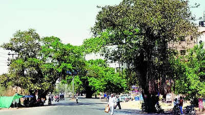 Nashik civic body to conduct tree census after seven yrs