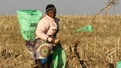Zimbabwe bets on no till farming to reduce El Nino impact on grain