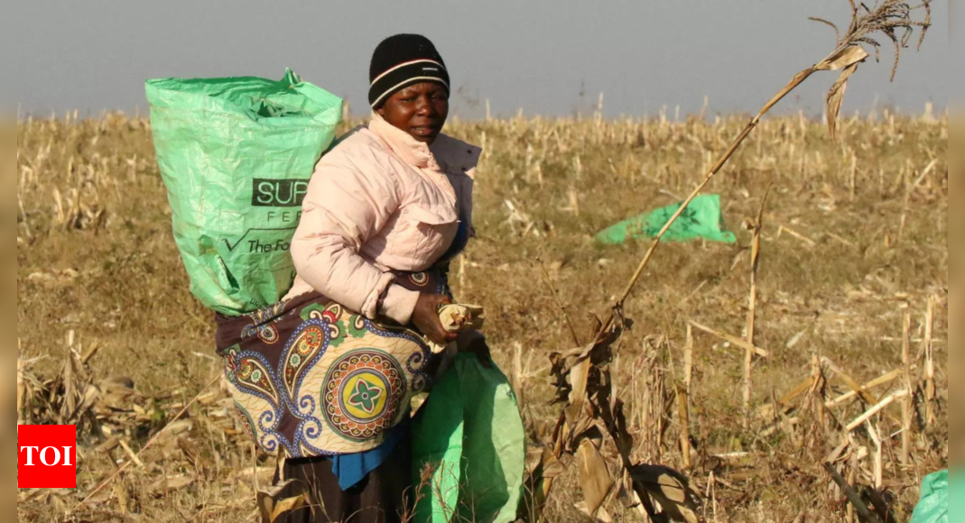 Zimbabwe bets on no till farming to reduce El Nino impact on grain – Times of India