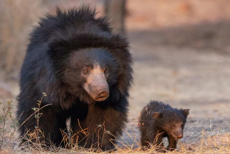 Wildlife viewing