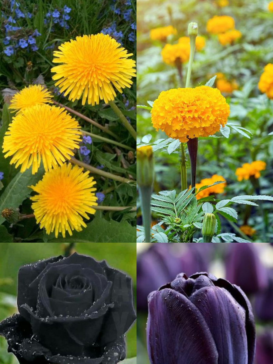 10 Flowers That Represent Pain Times Now