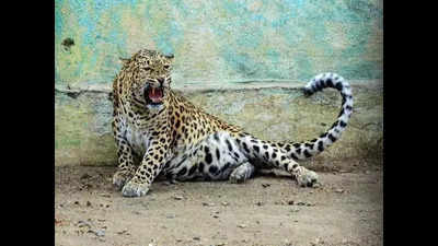 Leopard involved in road accident rescued by Wildlife SOS