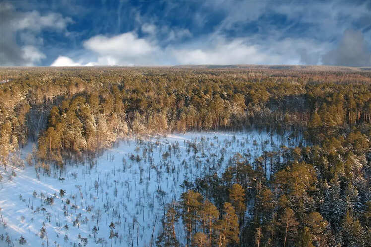 Siberian Taiga