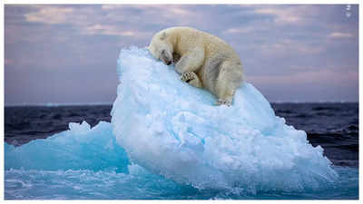 Napping polar bear image wins Wildlife Photographer of the Year People's Choice Award