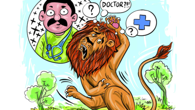 Wanted: Wildlife doctors for Asiatic lions as 14 of 18 posts lying vacant