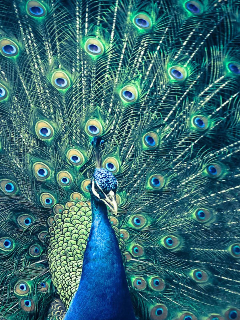 Peacock feather benefits for your home
