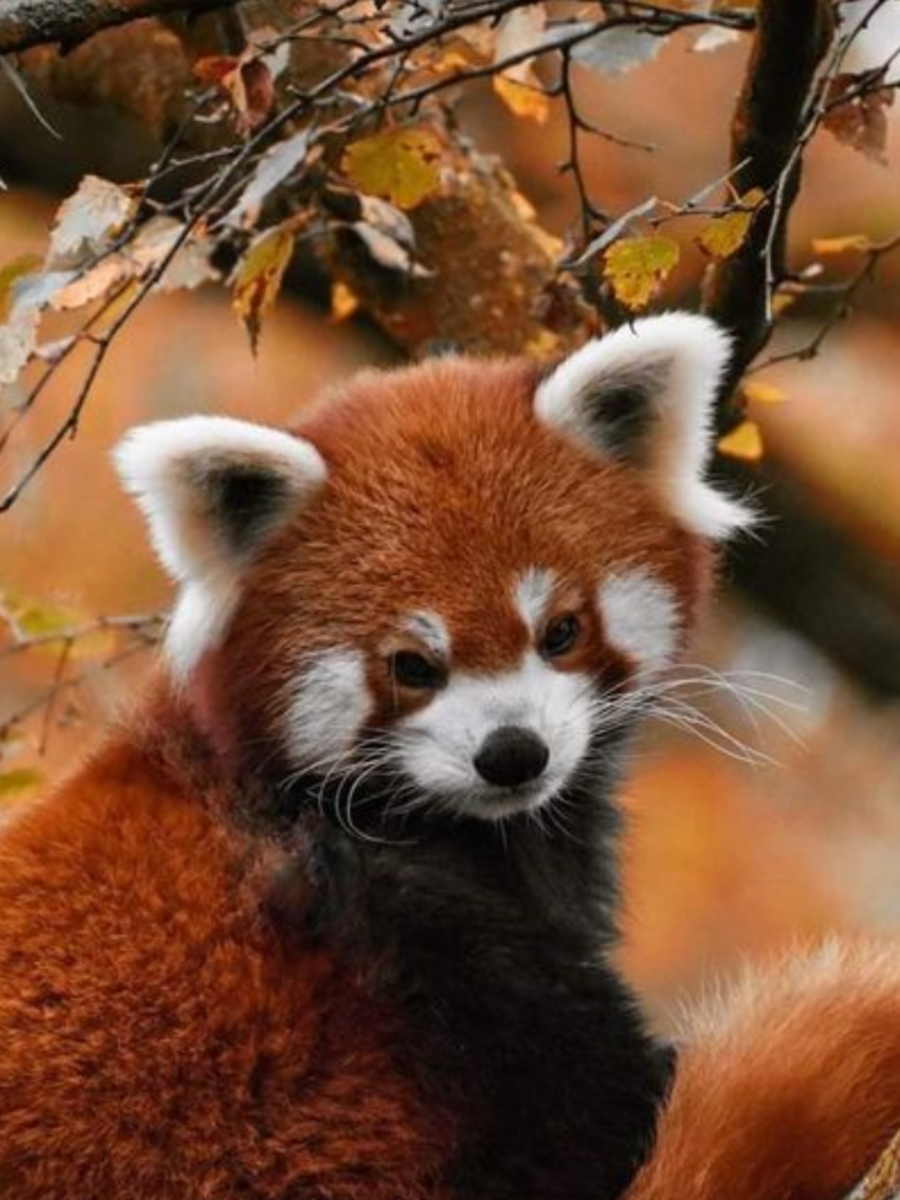 Animals Only Found In China: Red Panda, Chinese Alligator, South China 