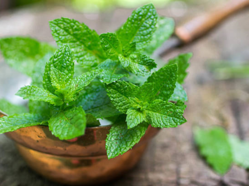 Mint Leaves Benefits: Power of Pudina: 6 reasons to have Mint