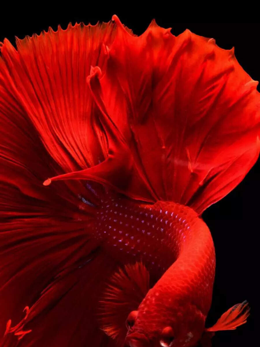 10 most beautiful fishes in the world - Vimarsana News