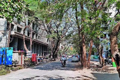 Trees: 48 Trees to Be Axed for Buildings and Road Works in Navi Mumbai ...