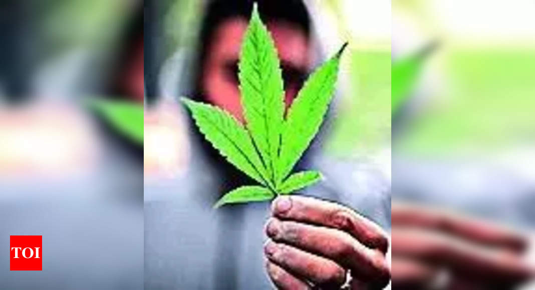 Envies de cannabis : Pourquoi fumer de l’herbe donne faim