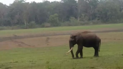 Agartala-Kolkata Kanchanjunga Express mows down an elephant in Tripura