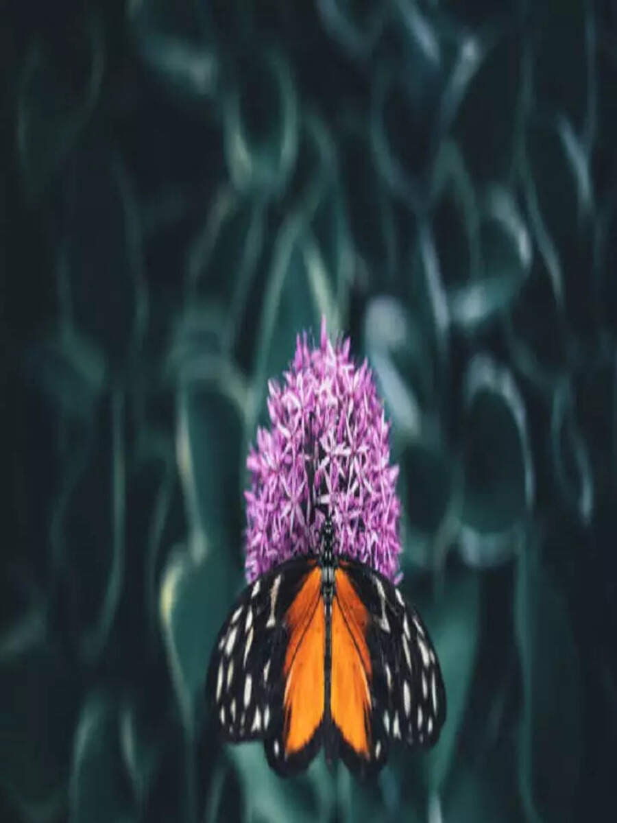 What Does it Means to See Butterflies in Your Dreams? Times Now