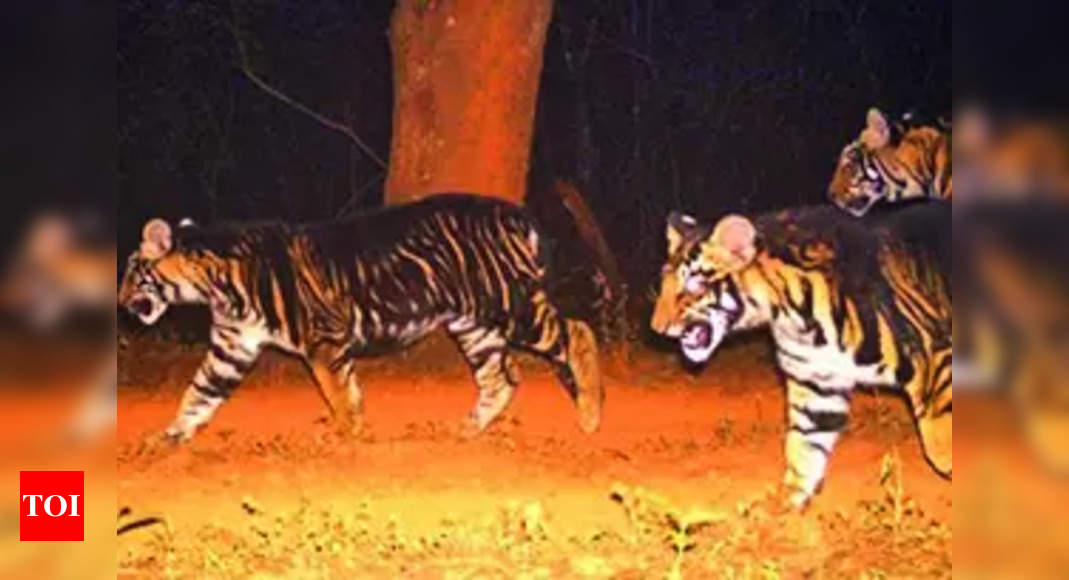 Similipal Tiger Reserve Concern After Similipal Loses 2 Tigers In 11 Months Bhubaneswar News