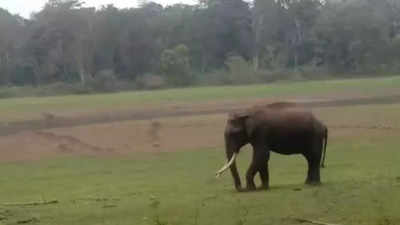 Karnataka elephant strays into Wayanad, kills man