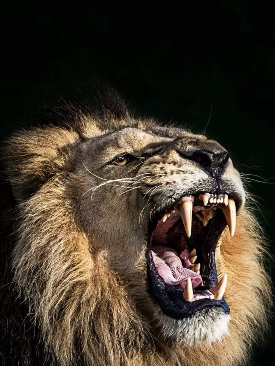 These 8 animals have the most powerful jaws and bites Times of India