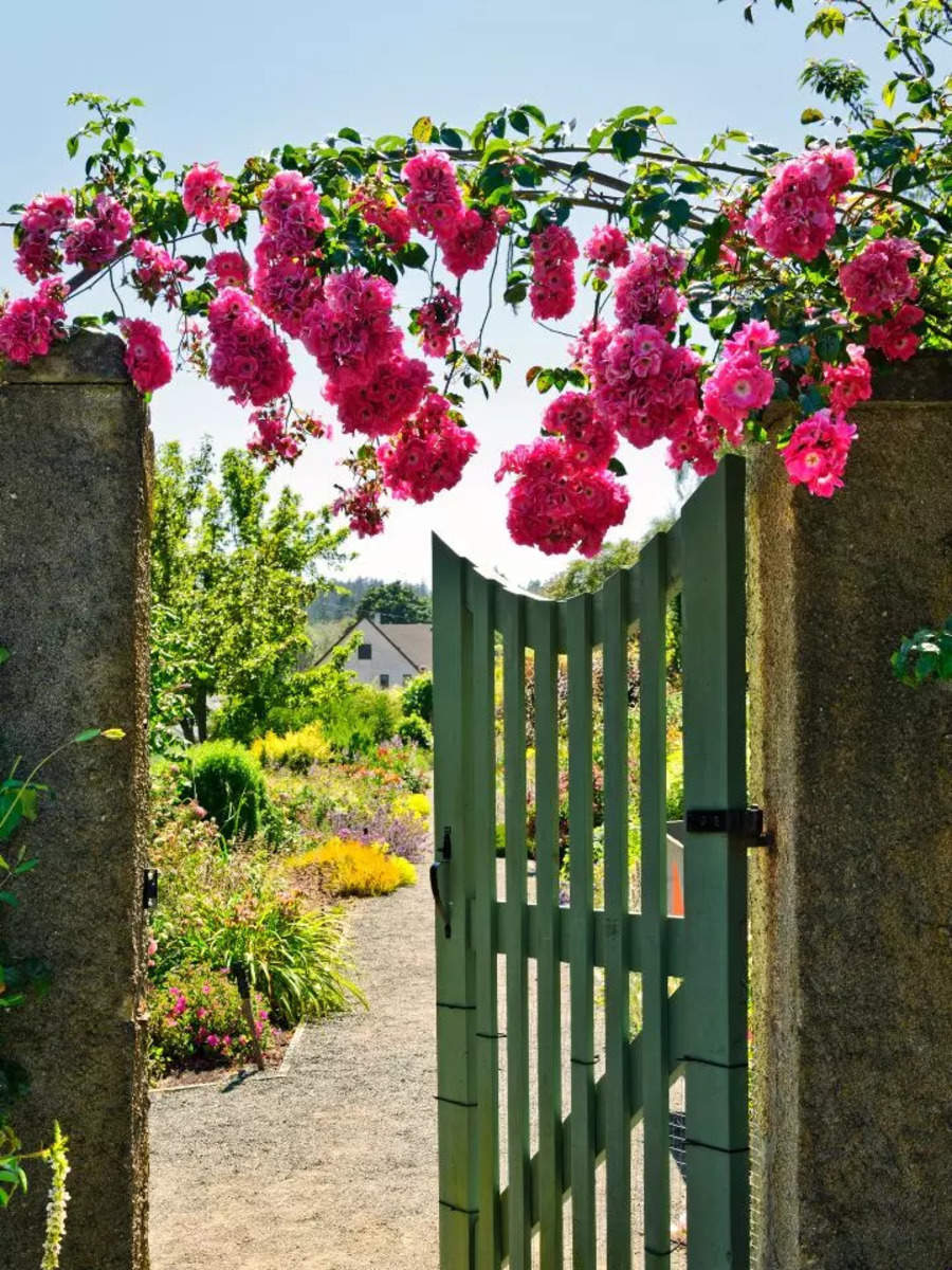 10 steps to plant the most beautiful rose garden