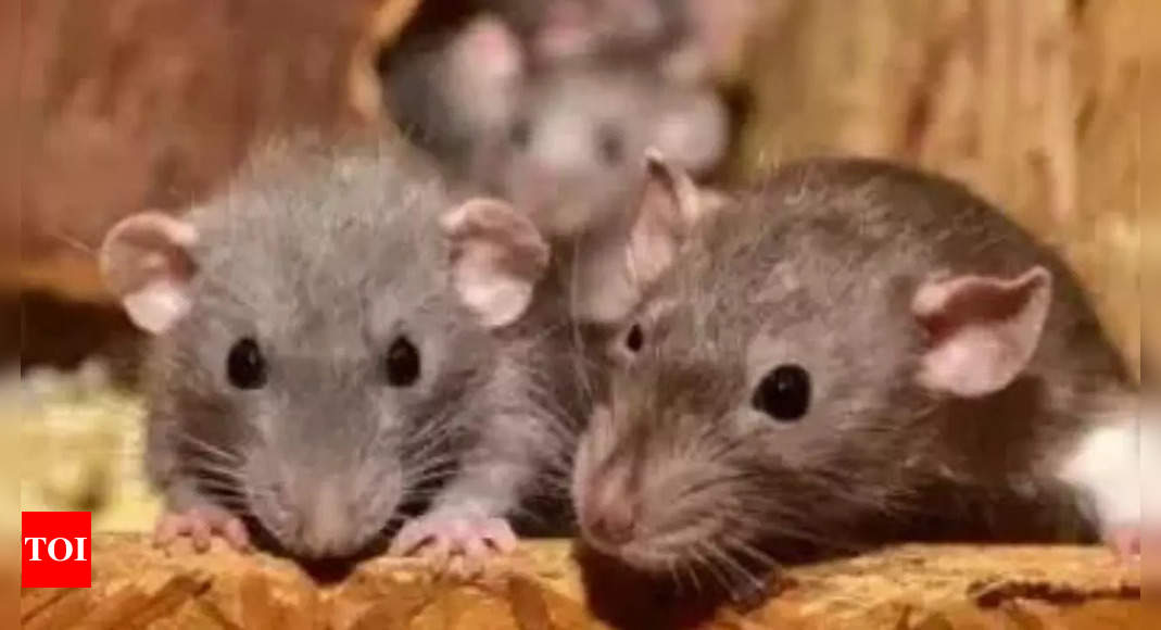 Patient In Unconscious State Bitten By Rats In ICU Of Government ...