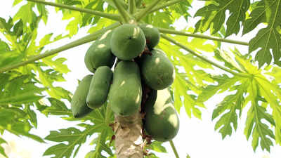 What exactly is Raw Papaya milk? Is it really healthy?