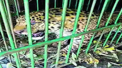 Leopardess trapped in Pauri after 2 kids killed last weekend