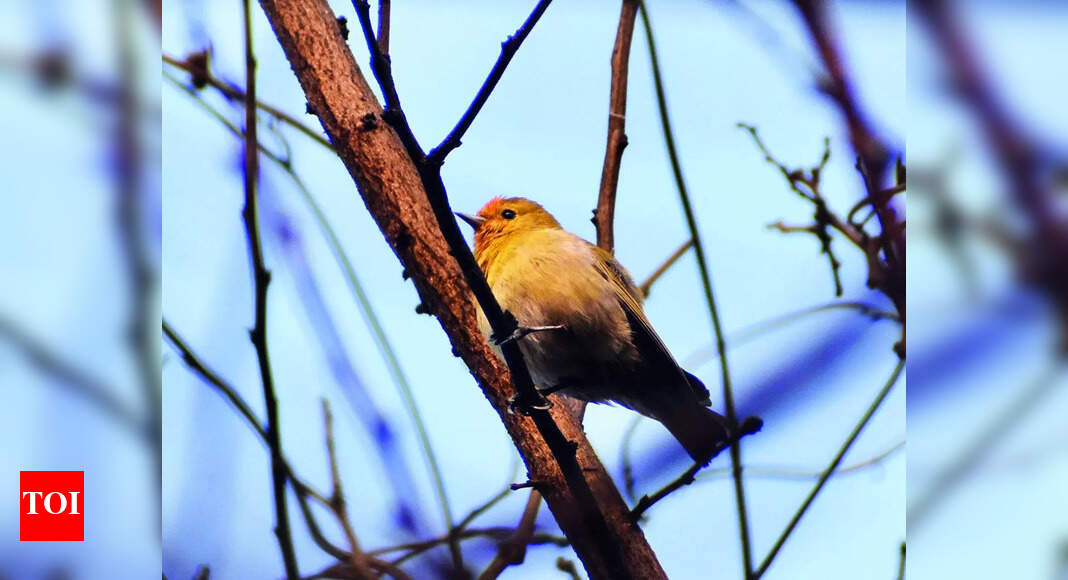 Birds Reverse-Migrate: Birds reverse-migrate to city - End of Winter ...