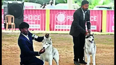 Mangalureans mesmerised by canine prowess