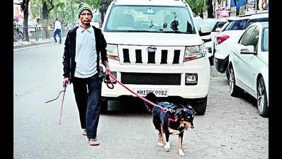 33% increase in number of dog owners registering with Nashik civic body